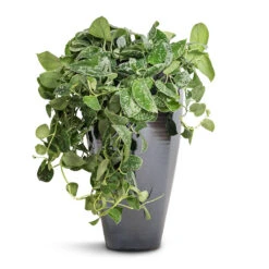 Epipremnum Pictum Argyraeus - Satin Pothos -Plants Sale Store Epipremnum pictum Argyraeus Satin Pothos 15x40cm Amora Plant Vase Anthracite Mirror 23x45cm