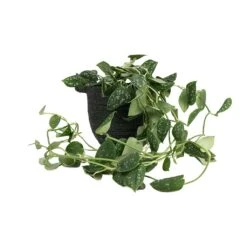 Epipremnum Pictum Argyraeus - Satin Pothos -Plants Sale Store Epipremnum pictum Argyraeus Satin Pothos 15x40cm Nelis Plant Basket Green 19x17cm 01520977 2779 4c36 948a 42d72a032d8d