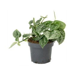 Epipremnum Pictum Argyraeus - Satin Pothos -Plants Sale Store Epipremnum pictum Argyraeus Satin Pothos