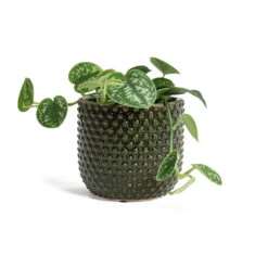 Epipremnum Pictum Argyraeus - Satin Pothos -Plants Sale Store Epipremnum pictum Argyraeus Satin Pothos Bolino Plant Pot Green 961292f1 f976 43de 99fe 37e563943e15