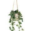 Epipremnum Pictum Argyraeus - Satin Pothos -Plants Sale Store Epipremnum pictum Argyraeus Satin Pothos Charlie Hanging Plant Pot Grey Washed