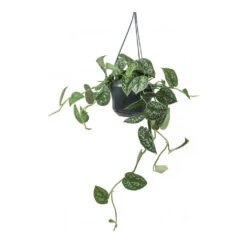 Epipremnum Pictum Argyraeus - Satin Pothos -Plants Sale Store Epipremnum pictum Argyraeus Satin Pothos Hanging Houseplant