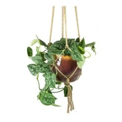 Epipremnum Pictum Argyraeus - Satin Pothos -Plants Sale Store Epipremnum pictum Argyraeus Satin Pothos Lara Passion Plant Pot Plant Hanger