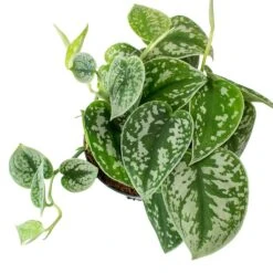 Epipremnum Pictum Argyraeus - Satin Pothos -Plants Sale Store Epipremnum pictum Argyraeus Satin Pothos Leaves