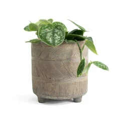 Epipremnum Pictum Argyraeus - Satin Pothos -Plants Sale Store Epipremnum pictum Argyraeus Satin Pothos Nola Plant Pot Shiny Earth ea48a183 25db 4b65 b7c5 87f1b8f649ac