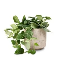 Novi Plant Pot - Grey Washed -Plants Sale Store Epipremnum pictum Silvery Ann Satin Pothos 14x35cm Novi Plant Pot Grey Washed 18x15.5cm