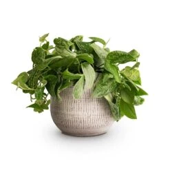 Ryan Plant Pot - White Black 24 Ryan Plant Pot - White Black -Plants Sale Store Epipremnum pictum Silvery Ann Satin Pothos 14x35cm Ryan Plant Pot White Black 18x16cm