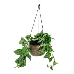 Mya Hanging Planter - Deep Champagne -Plants Sale Store Epipremnum pictum Silvery Ann Satin Pothos Mya Hanging Planter Deep Champagne d1295d44 cc33 4851 a8e1 e251c903e262