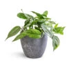 Epipremnum Pinnatum - Cebu Blue Pothos 2 Epipremnum Pinnatum - Cebu Blue Pothos -Plants Sale Store Epipremnum pinnatum Cebu Blue Pothos 15x35cm Anne Plant Pot Blue Stone 18x17cm