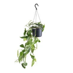 Epipremnum Pinnatum - Cebu Blue Pothos -Plants Sale Store Epipremnum pinnatum Cebu Blue Pothos 17x40cm