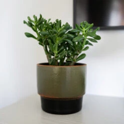 Erik Plant Pot - Dark Olive -Plants Sale Store Erik Olive 2