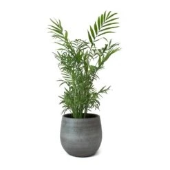 Esra Plant Pot - Mystic Grey -Plants Sale Store Esra Plant Pot Mystic Grey Chamaedorea elegans Parlour Palm