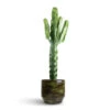 Euphorbia Erytrea - Desert Cactus -Plants Sale Store Euphorbia erytrea Desert Cactus 19 70cm Sanna Plan Pot Moss Green 31x26cm