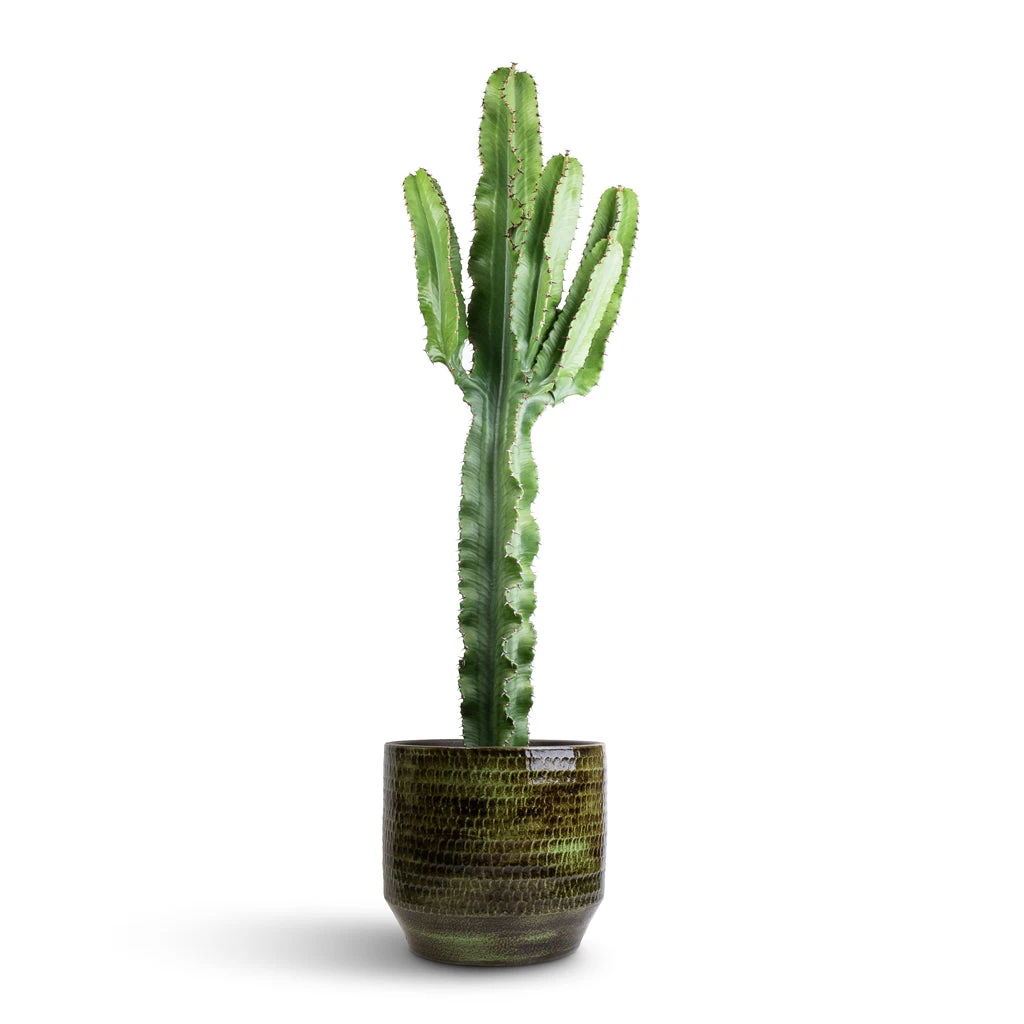 Sanna Plant Pot - Moss Green 18 Sanna Plant Pot - Moss Green - Image 16