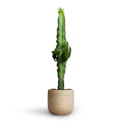 Euphorbia Erytrea - Desert Cactus -Plants Sale Store Euphorbia erytrea Desert Cactus 19x75cm Bolino Plant Pot Mint 24x21cm