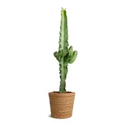 Euphorbia Erytrea - Desert Cactus -Plants Sale Store Euphorbia erytrea Desert Cactus 19x75cm Igmar Plant Basket Natural 22x19cm 750c3a61 ff7d 4463 aab4 a5f4281854dd