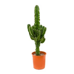 Euphorbia Erytrea - Desert Cactus -Plants Sale Store Euphorbia erytrea Desert Cactus 19x90cm