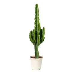 Euphorbia Erytrea - Desert Cactus -Plants Sale Store Euphorbia erytrea Desert Cactus 23x100cm
