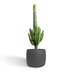 Euphorbia Erytrea - Desert Cactus -Plants Sale Store Euphorbia erytrea Desert Cactus 24x90cm Mini Valerie Plant Pot Black Washed 36x28cm 2