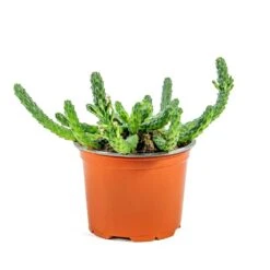 Euphorbia Flanaganii - Medusa Plant -Plants Sale Store Euphorbia flanaganii Medusa Plant