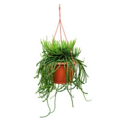 Euphorbia Flanaganii - Medusa Plant -Plants Sale Store Euphorbia flanaganii Medusa Plant 50cm