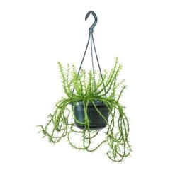 Euphorbia Flanaganii - Medusa Plant -Plants Sale Store Euphorbia flanaganii Medusa Plant Large 0b1fb7ed db6e 40b8 b7e5 a81accee906b