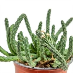 Euphorbia Flanaganii - Medusa Plant -Plants Sale Store Euphorbia flanaganii Medusa Plant close up