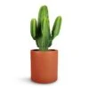 Euphorbia Ingens - Candelabra Tree 1 Euphorbia Ingens - Candelabra Tree -Plants Sale Store Euphorbia ingens Candelabra Tree 24x70cm Max Refined Planter Canyon Orange 29x29.5cm 1