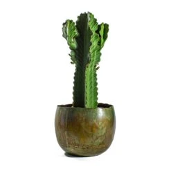 Euphorbia Ingens - Candelabra Tree 17 Euphorbia Ingens - Candelabra Tree -Plants Sale Store Euphorbia ingens Candelabra Tree Ellen Metal Plant Pots Set of 3 Vintage Green