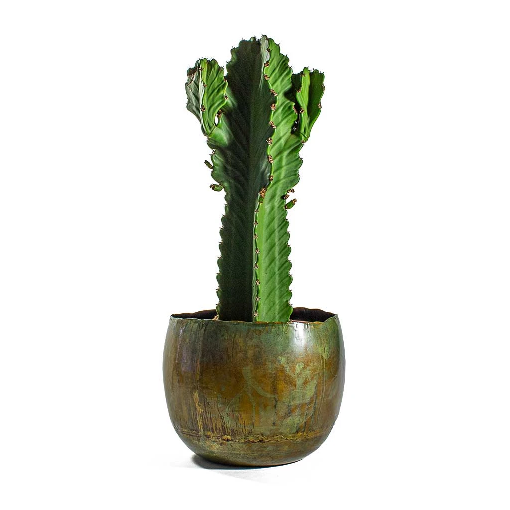 Euphorbia Ingens - Candelabra Tree 9 Euphorbia Ingens - Candelabra Tree - Image 7