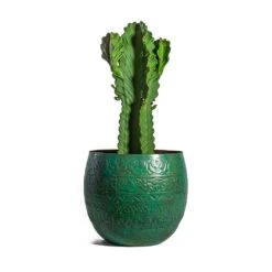 Euphorbia Ingens - Candelabra Tree 13 Euphorbia Ingens - Candelabra Tree -Plants Sale Store Euphorbia ingens Candelabra Tree Famke Metal Plant Pots Set of 3 Old Blue