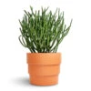 Euphorbia Tirucalli - Pencil Cactus -Plants Sale Store Euphorbia tirucalli Pencil Cactus 15x35cm Boston Tiered Plant Pot Terracotta 19x16cm