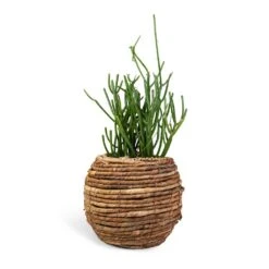 Euphorbia Tirucalli - Pencil Cactus -Plants Sale Store Euphorbia tirucalli Pencil Cactus 15x35cm Lida Plant Basket Natural 24x20cm 910626ea db7d 4499 9efb 066d6a864452
