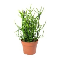 Euphorbia Tirucalli - Pencil Cactus -Plants Sale Store Euphorbia tirucalli Pencil Cactus