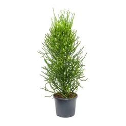 Euphorbia Tirucalli - Pencil Cactus -Plants Sale Store Euphorbia tirucalli Pencil Cactus XLarge