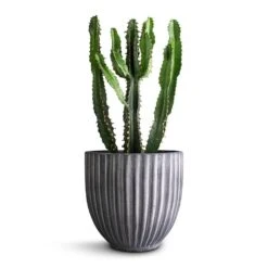 Lagos Plant Pot - Anthracite -Plants Sale Store Euphorbia triangularis 14x40cm Lagos Plant Pot Anthracite 20x20cm 290bf94e 9038 4a7f ab61 7788f44c5b60
