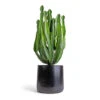 Euphorbia Triangularis -Plants Sale Store Euphorbia triangularis 17x40cm Akemi Plant Pot Carbon Black 22x20cm