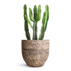 Euphorbia Triangularis -Plants Sale Store Euphorbia triangularis 17x40cm Cas Plant Pot Sahara 21x19cm
