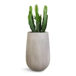 Euphorbia Triangularis -Plants Sale Store Euphorbia triangularis 17x45cm Patt High Plant Vase Ridged Cement 29x43cm