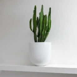 Euphorbia Triangularis -Plants Sale Store Euphorbia triangularis Tim Plant Pot