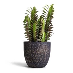 Euphorbia Trigona Rubra - African Milk Tree -Plants Sale Store Euphorbia trigon rubra Africa Milk Tree 12x25cm Rinca Plant Pot Shiny Black 17x15cm