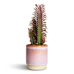 Euphorbia Trigona Rubra - African Milk Tree -Plants Sale Store Euphorbia trigona rubra African Milk Tree 12x30cm Copenhagen Plant Pot Pink 135x14cm 00d9f1aa ed23 4d5a 9f85 74f673de31a7