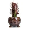 Euphorbia Trigona Rubra - African Milk Tree -Plants Sale Store Euphorbia trigona rubra African Milk Tree 12x30cm Dewi Plant Pot Marrakesh 21x16cm