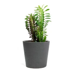 Mini Bucket Plant Pot - Black Washed -Plants Sale Store Euphorbia trigona rubra African Milk Tree Mini Bucket Plant Pot Black Washed