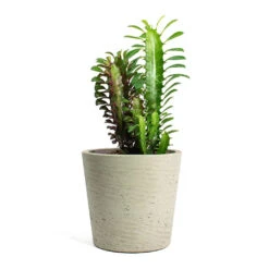 Euphorbia Trigona Rubra - African Milk Tree -Plants Sale Store Euphorbia trigona rubra African Milk Tree Mini Bucket Plant Pot Grey Washed ea99d9ad a3b9 40b4 8812 c5f0797bb8d6