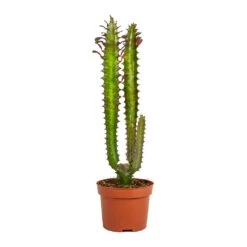 Euphorbia Trigona Rubra - African Milk Tree -Plants Sale Store Euphorbia trigona rubra African Milk Tree No Leaves