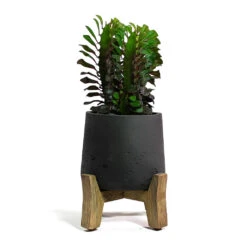 Patt Plant Pot - Low Stand - Black Washed -Plants Sale Store Euphorbia trigona rubra African Milk Tree Patt Plant Pot Low Stand Black Washed