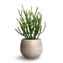 Euphorbia Tirucalli - Pencil Cactus -Plants Sale Store Euphorbie tirucalli Pencil Cactus 15x35cm Noor Plant Pot Metallic Grey 19x16cm ef5f0d48 74e3 4386 9dfc d2310cbc8dee