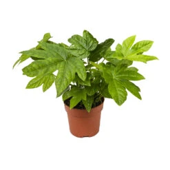 Fatsia Japonica - Japanese Aralia -Plants Sale Store Fatsia japonica Japanese Aralia 13cm