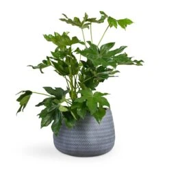 Angle Darcy Plant Pot - Grey -Plants Sale Store Fatsia japonica Japanese Aralia 17x60cm Angle Darcy Plant Pot Grey 34.5x24cm 419a76f9 7175 4d7d babe 320d55e5db50